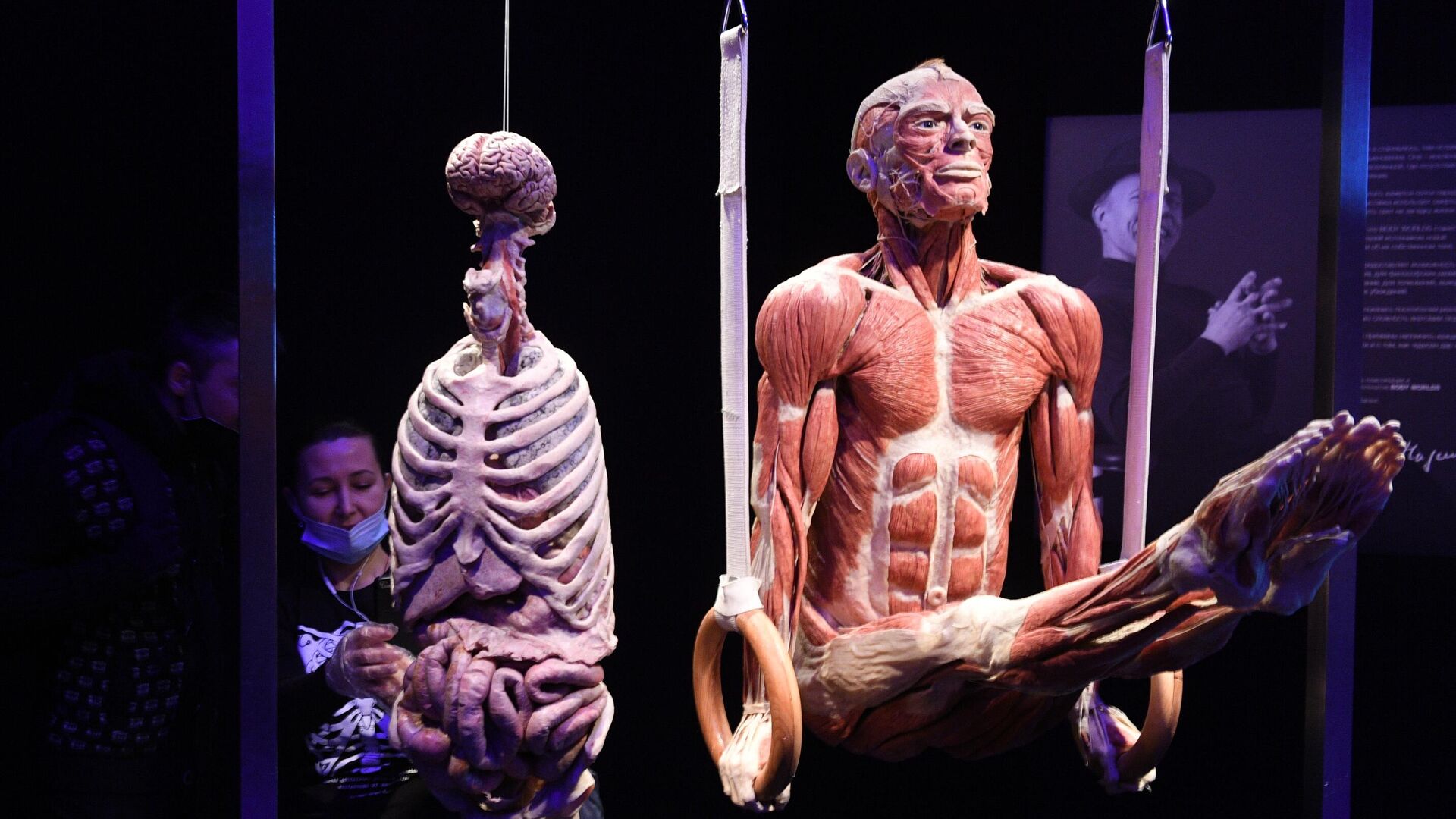 Выставка Body Worlds. Мир тела в Москве - РИА Новости, 1920, 24.03.2021