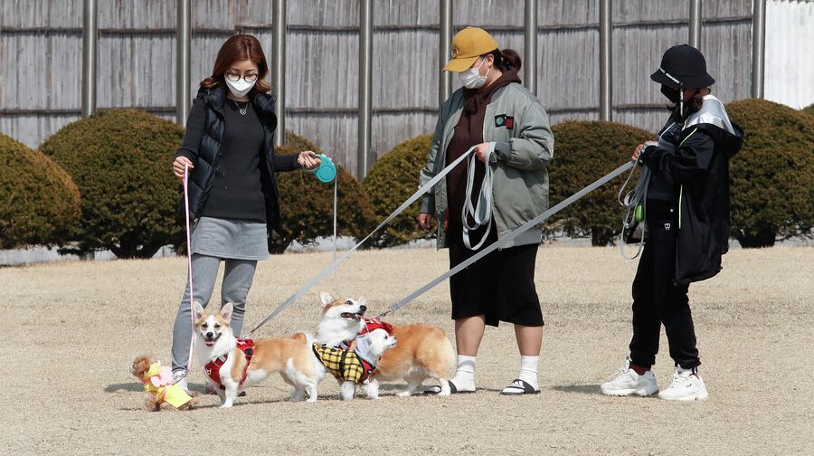 Женщины гуляют с собаками в Кояне, Южная Корея 