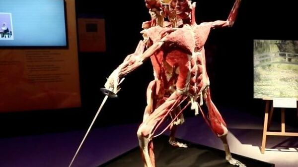 Путешествие под кожей: уникальная анатомическая выставка в Москве