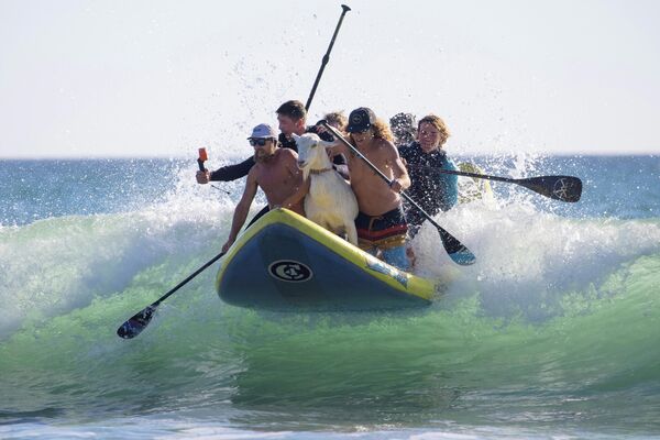 Коза-серфер учит детей не бояться волн на побережье Калифорнии 
