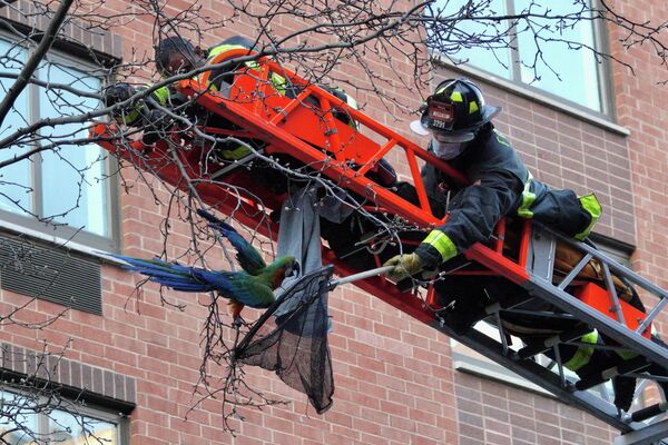 Пожарные снимают каталинского ара с дерева в районе Манхэттена, штат Нью-Йорк, США