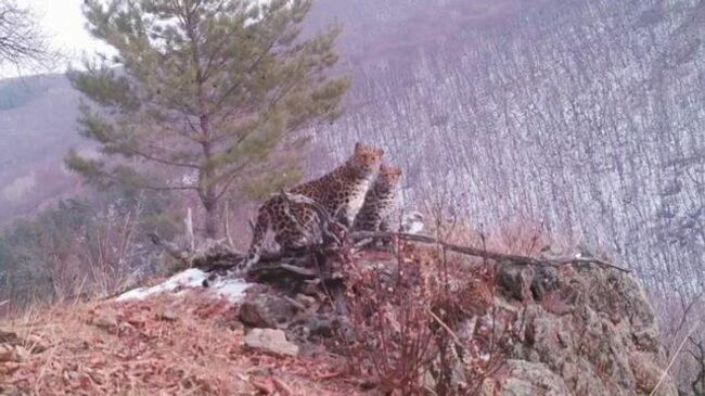 Семья краснокнижных леопардов попала на видео в национальном парке в Приморье