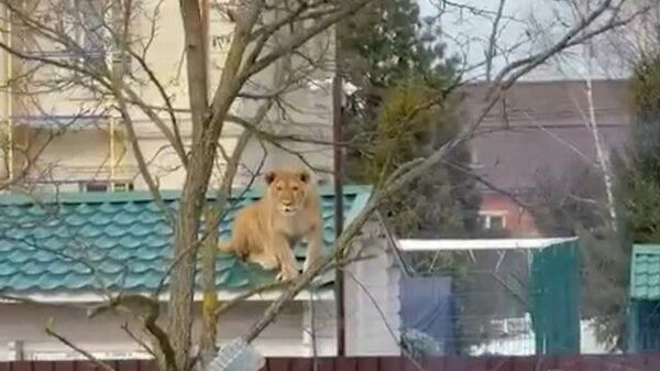 “Вот это прикол”: в Подмосковье видели сидящую на крыше львицу