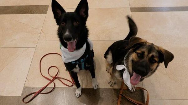 Зоотерапия в аэропорту: собаки помогают снять стресс перед полетом