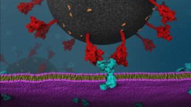 Спайковый белок (S-белок) коронавируса SARS-CoV-2 связывается с рецептором ACE2 на поверхности клетки