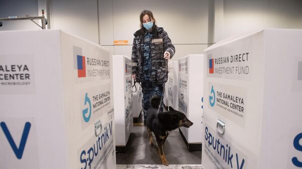 Кинолог со служебной собакой проверяет груз с российской вакциной Sputnik V от коронавирусной инфекции covid-19, доставленный на склад в грузовой терминал Москва Карго в аэропорту Шереметьево