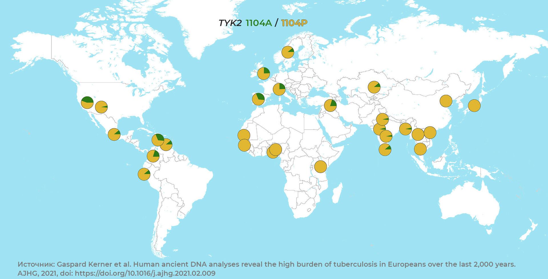 Распространение мутации TYK2 1104A (на рисунке обозначена зеленым), которая делает ее носителей особенно уязвимыми к туберкулезу. Сегодня она в большинстве стран мира она замещена мутацией TYK2 1104Р (на рисунке обозначена желтым) - РИА Новости, 1920, 30.03.2021