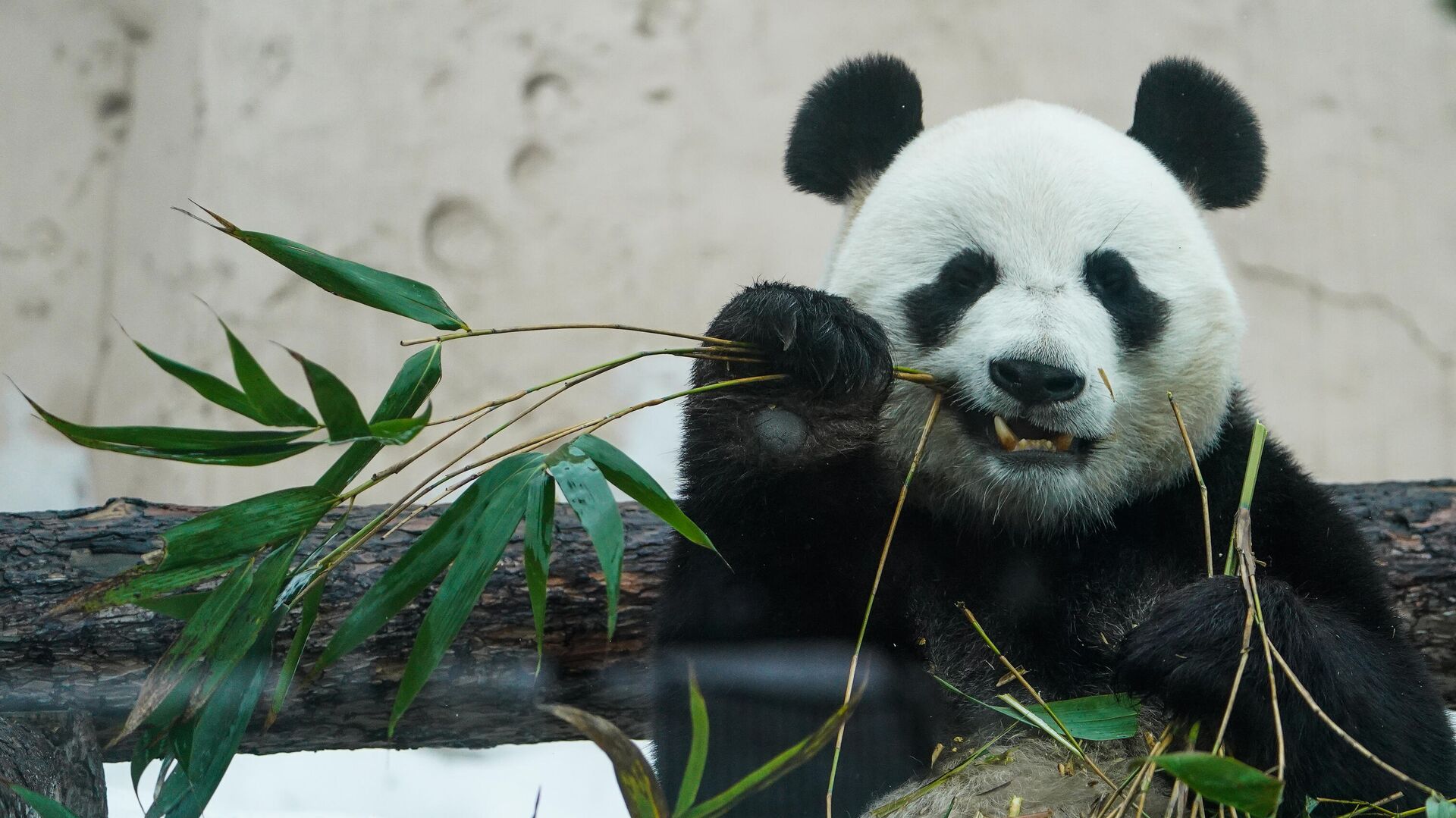 Ученые разгадали секрет окраски панд
