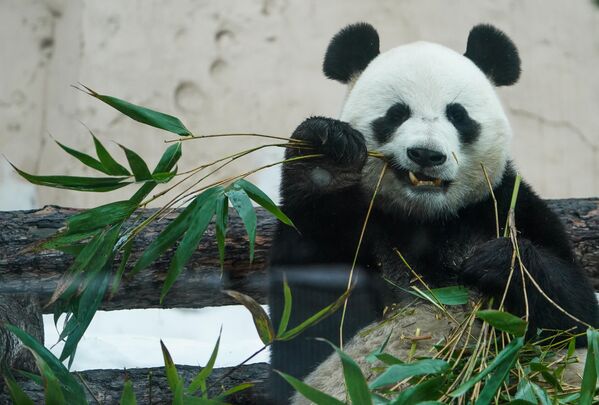 Самец большой панды по кличке Жуи в Московском зоопарке