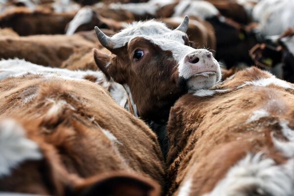 Коровы на территории животноводческого хозяйства Партизан в Крыму