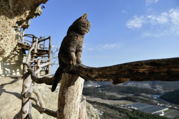 Кошка на территории пещерного монастыря Челтер-Мармара