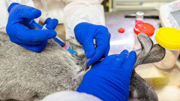 Лаборанты вводят кролику вакцину против COVID-19 для животных Карнивак-Ков