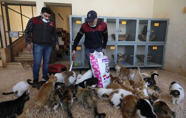 Кошачий приют в сирийском Идлибе