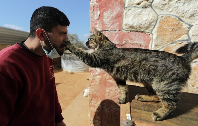 Кошачий приют в сирийском Идлибе