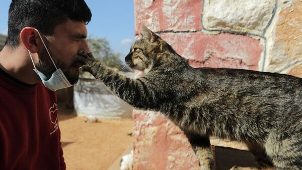 Кошачий приют в сирийском Идлибе