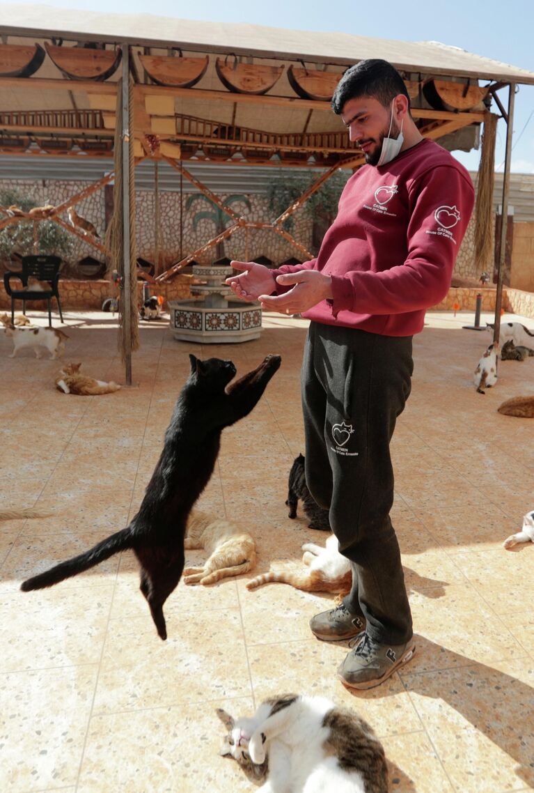 Кошачий приют в сирийском Идлибе