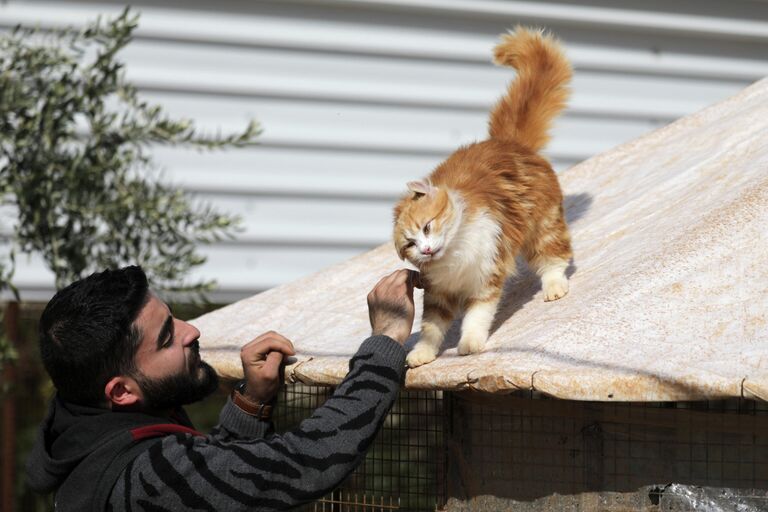 Кошачий приют в сирийском Идлибе