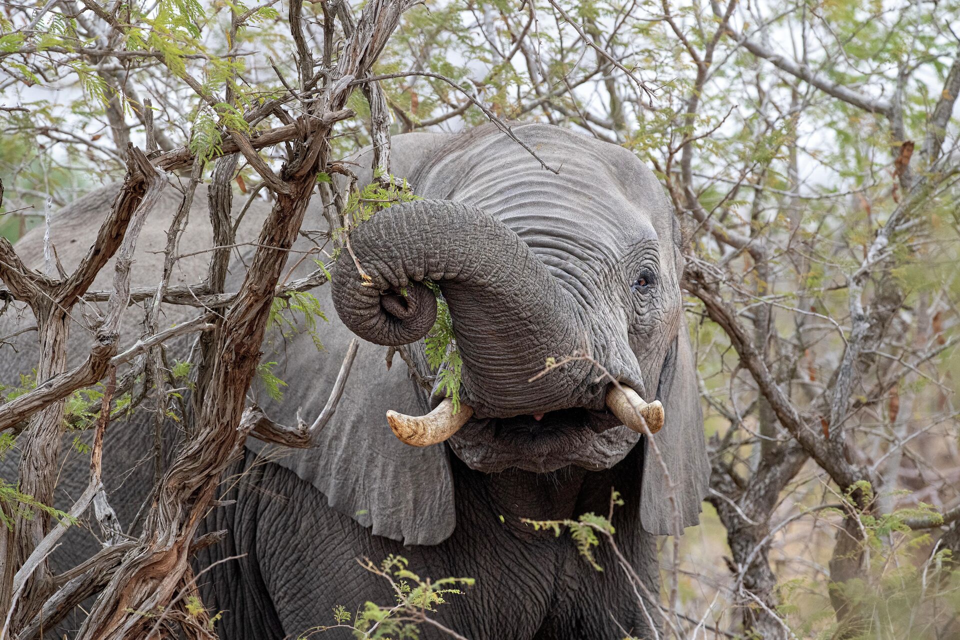 Слон ест плоды марулы в Национальном парке Крюгера в ЮАР - РИА Новости, 1920, 01.04.2021