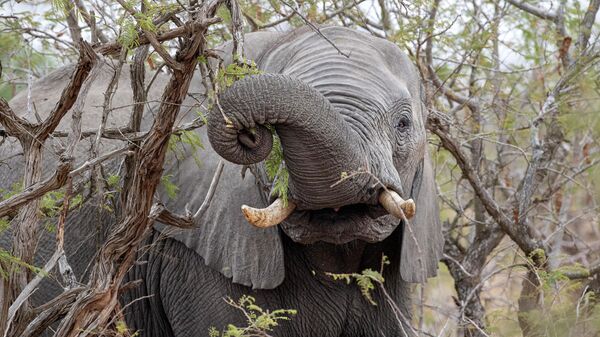 Слон ест плоды марулы в Национальном парке Крюгера в ЮАР