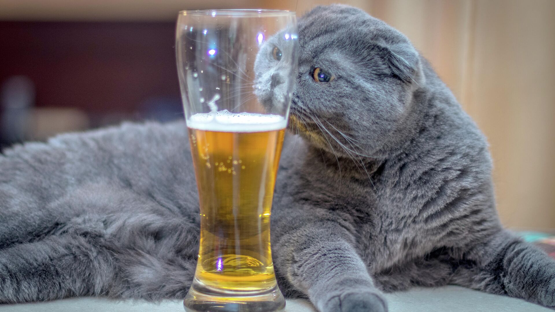 Кошка и стакан с пивом - РИА Новости, 1920, 12.09.2021