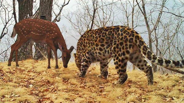 Пятнистый олень и дальневосточный леопард стоят напротив друг друга