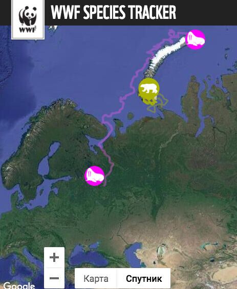 Несколько животных, помеченных GPS-трекерами на Новой Земле прошлым летом, миновали Архангельск и продолжают движение на юг, вверх по течению Северной Двины - РИА Новости, 1920, 01.04.2021