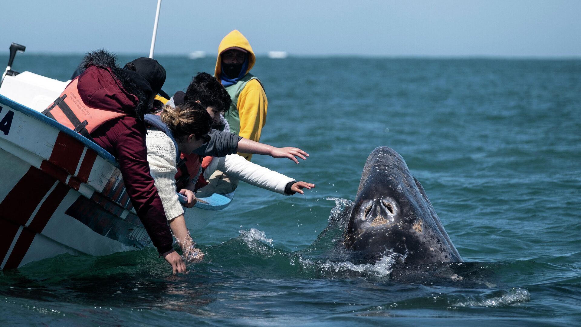 Туристы пытаются прикоснуться к серому киту в Герреро-Негро, Южная Нижняя Калифорния - РИА Новости, 1920, 10.04.2021