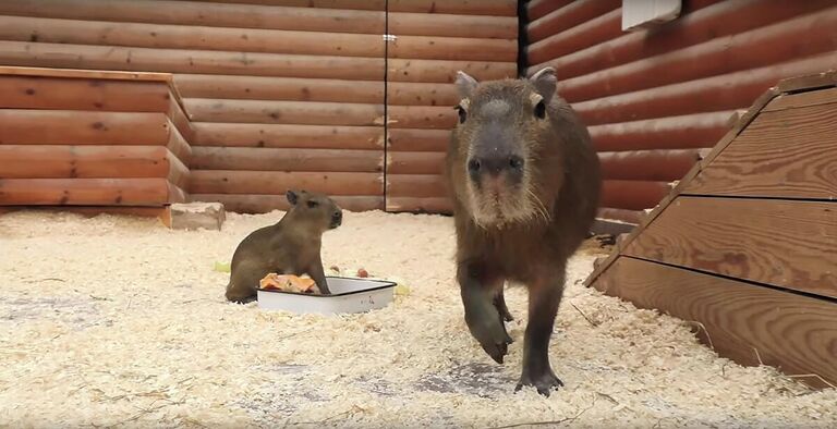 В Ленинградском зоопарке появился на свет детёныш капибары. Кадр видео