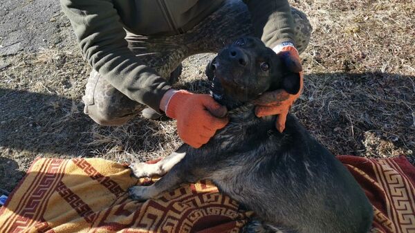 Пес, спасенный из пожара в Хабаровском крае