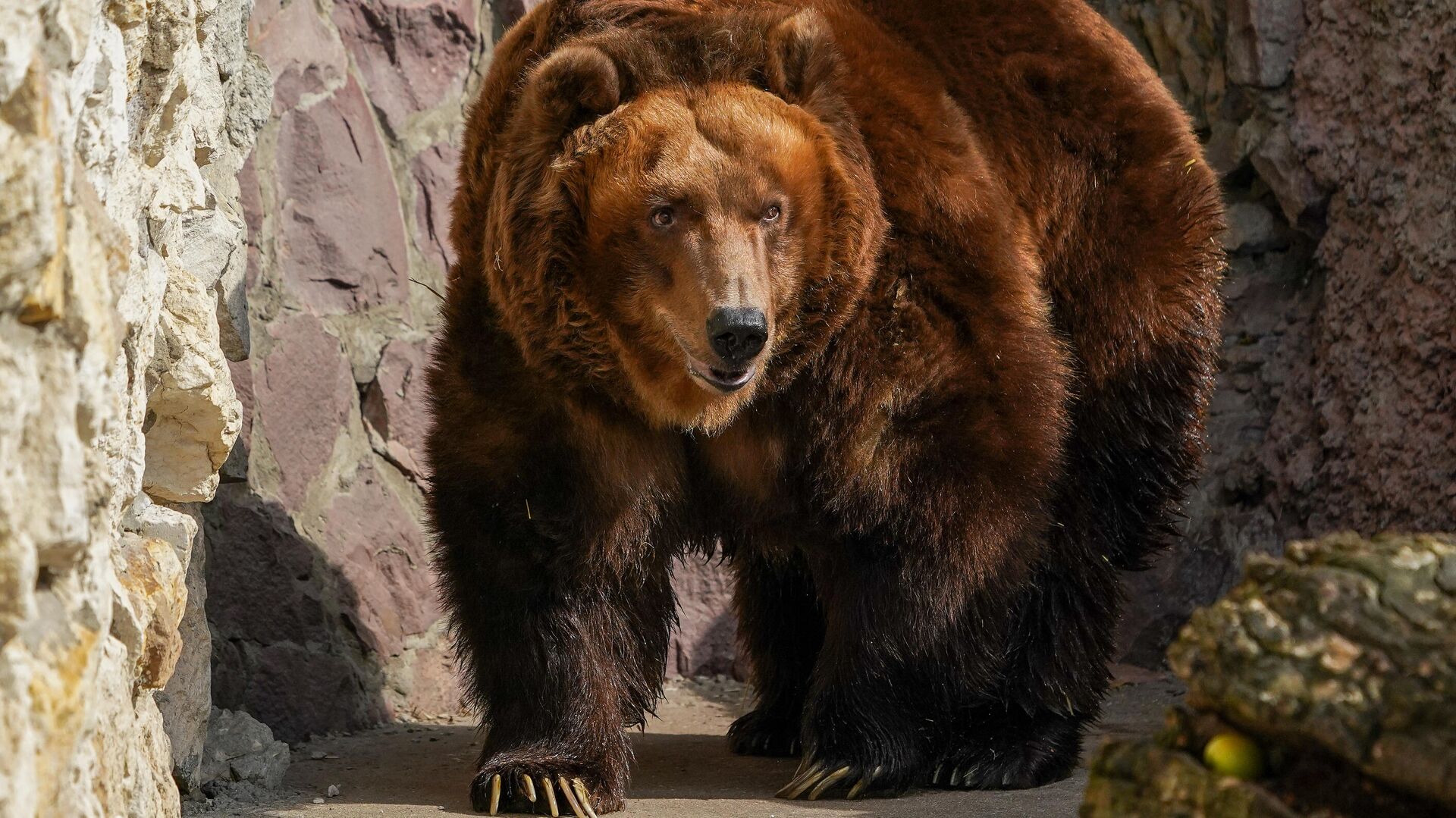 Бурый медведь в вольере Московского зоопарка - РИА Новости, 1920, 28.07.2021