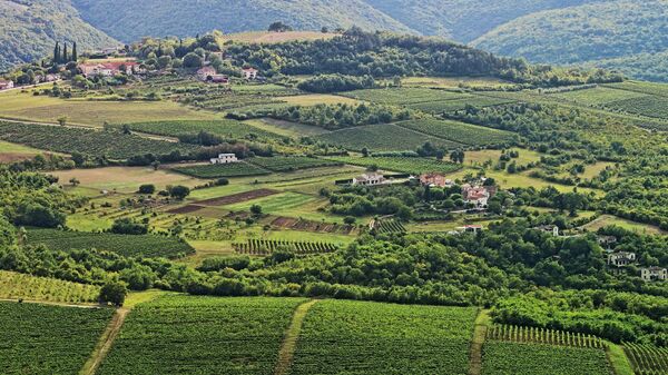 Виноградники в Хорватии