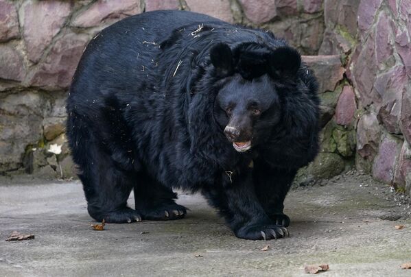 Гималайский медведь в вольере Московского зоопарка