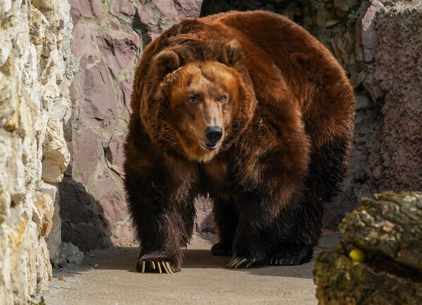 Бурый медведь в вольере Московского зоопарка