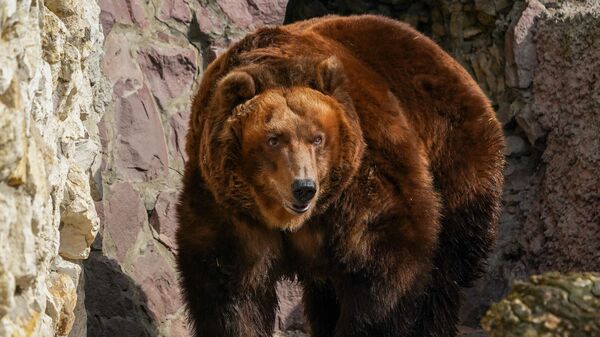 Бурый медведь в вольере Московского зоопарка