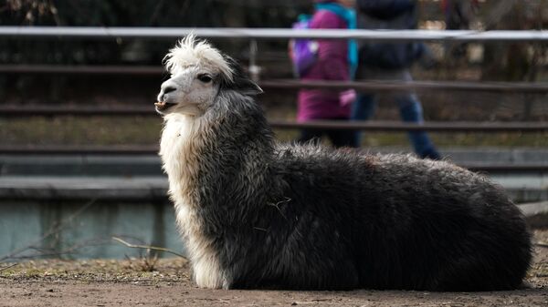 В Московском зоопарке откроется контактная площадка с альпаками
