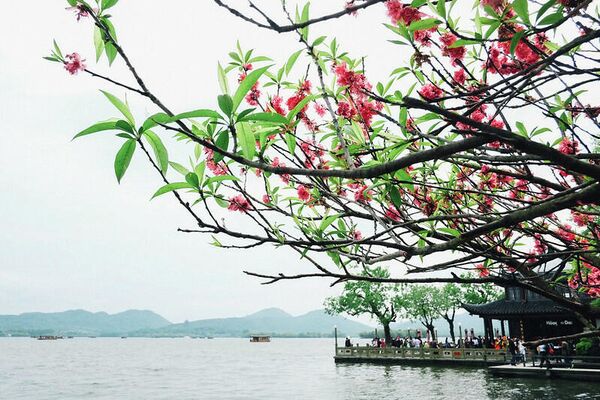 Весна в Ханчжоу