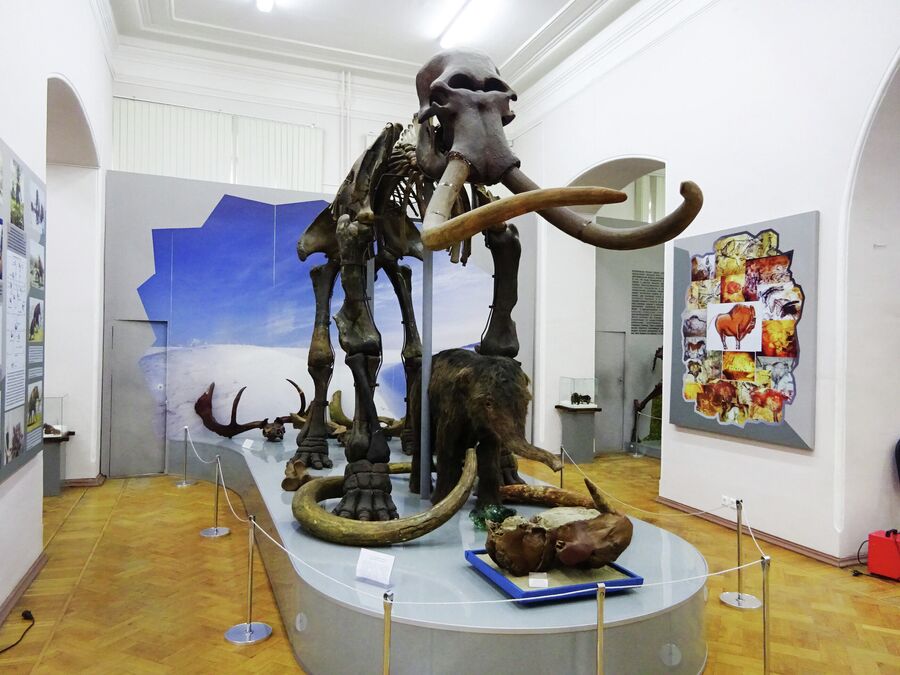 Скелет мамонта, который был найден на территории Астраханской области