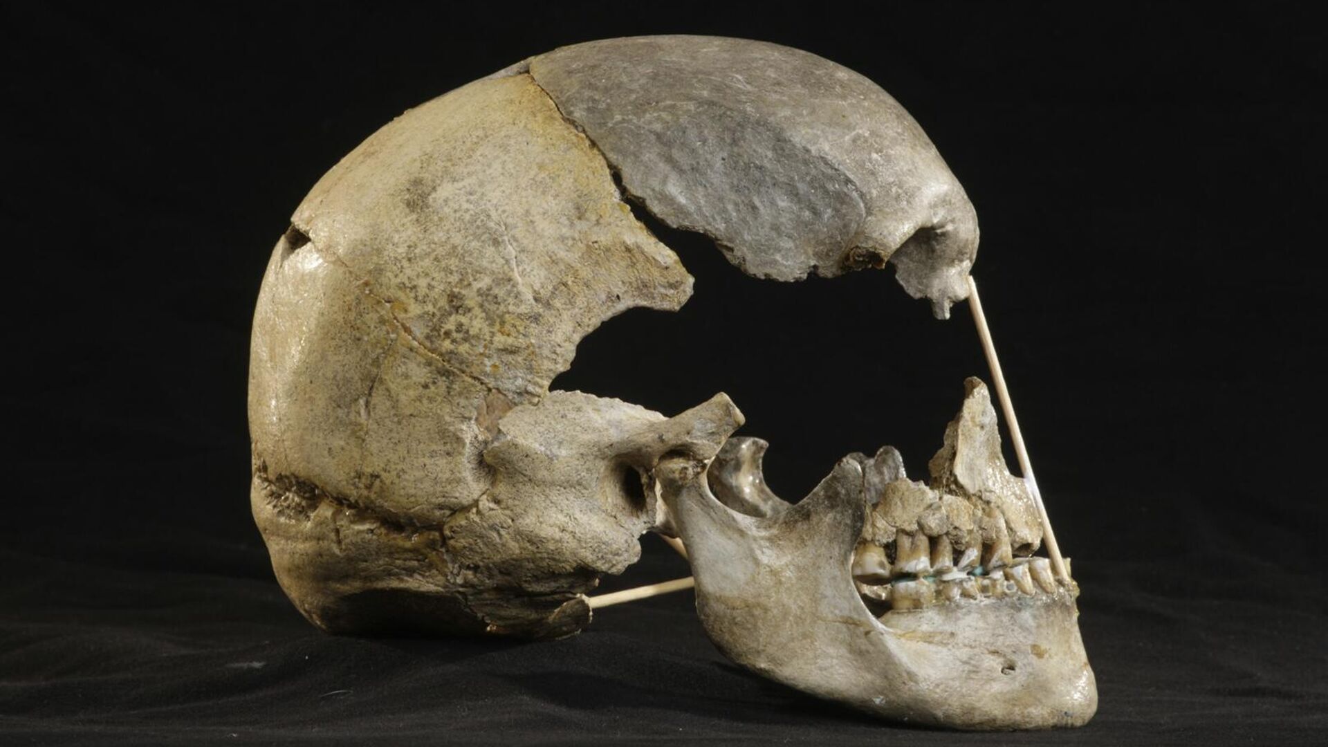 Череп из Златы Кун (Чехия) возрастом около 45 тысяч лет  - РИА Новости, 1920, 07.04.2021