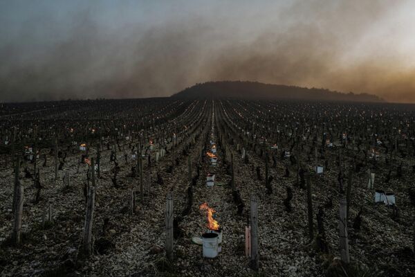 Спасение урожая винограда от заморозков во Франции 