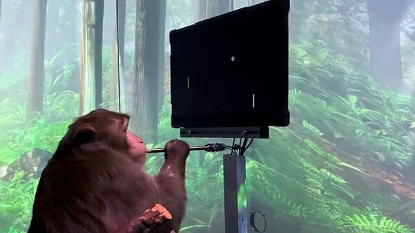 Эксперимент Илона Маска: обезьяна играет в видеоигры силой мысли