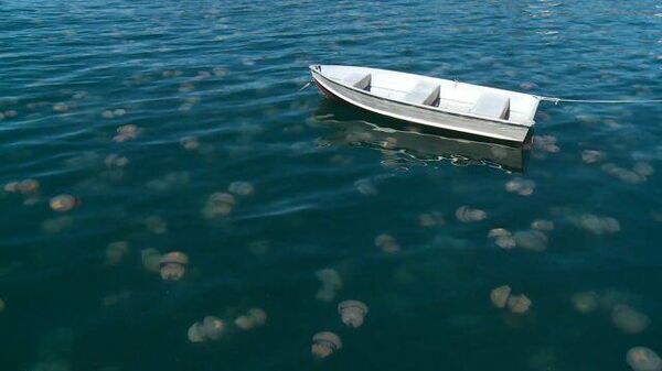 Нашествие на порт: рекордное количество розовых медуз в Триесте