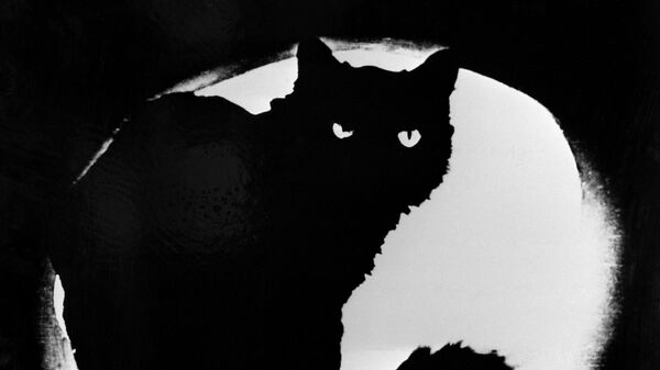 Репродукция фотографии Черный кот