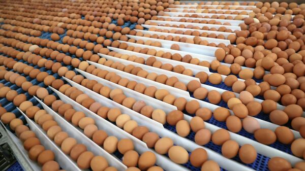 Цех сортировки и упаковки яиц на птицефабрике
