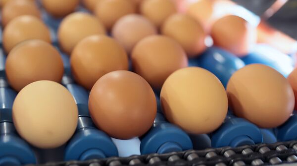 Цех сортировки и упаковки яиц на птицефабрике