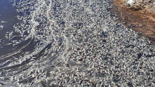 Полчища мертвых лягушек на берегу реки в Хабаровском крае 