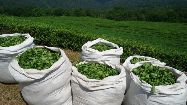 Зелёный чай: все о пользе напитка для здоровья человека — Журнал Едадила