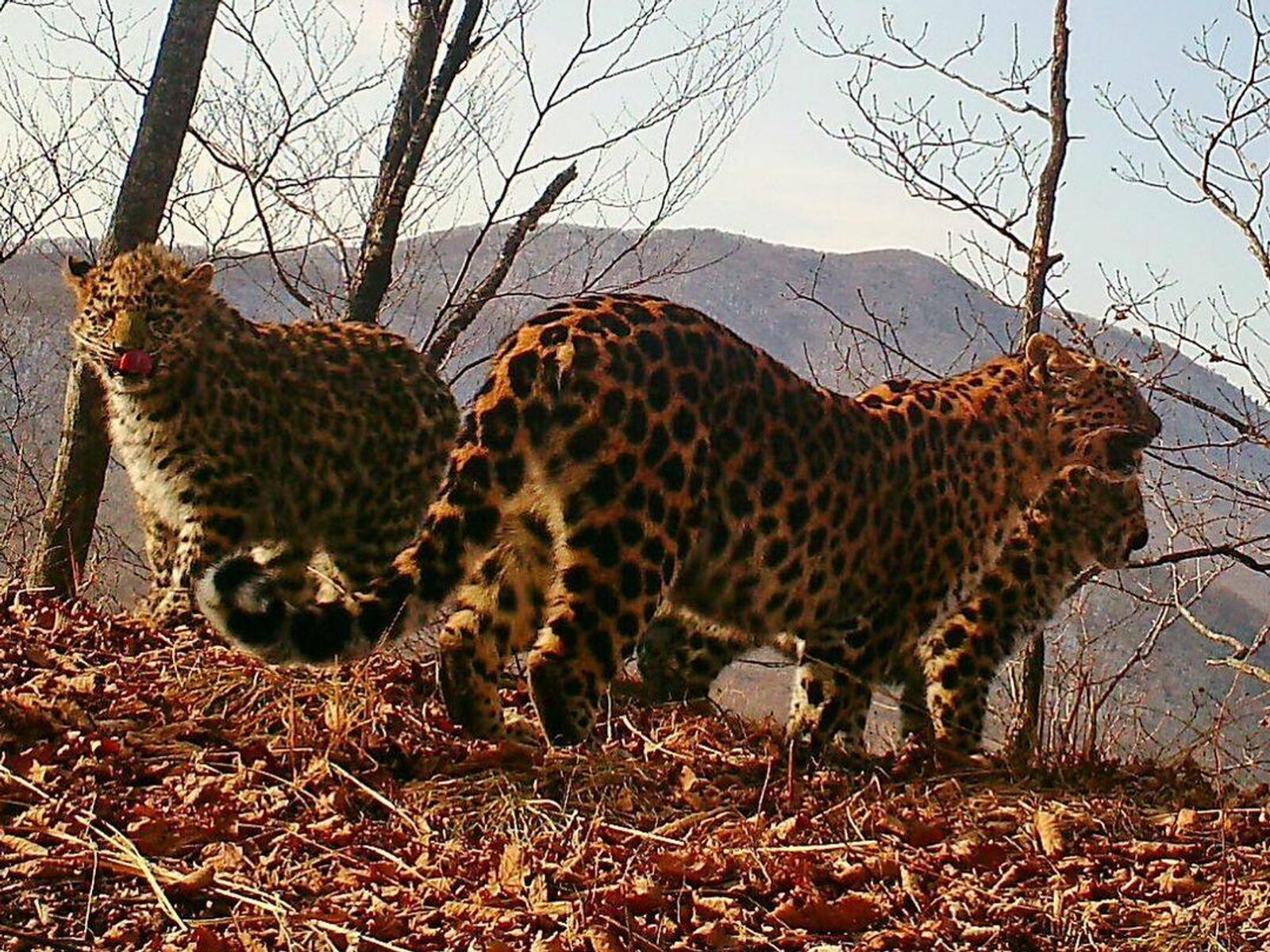 Национальный парк «земля леопарда» (Приморье).