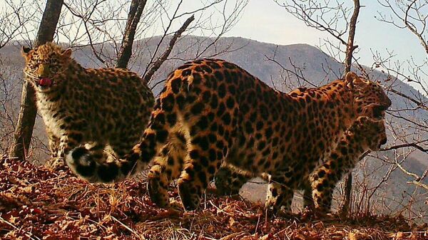 Котята дальневосточного леопарда в национальном парке Земля леопарда в Приморском крае