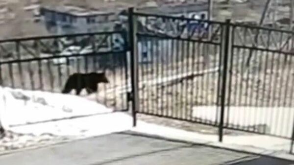 Медведь у ворот сельской школы на Сахалине