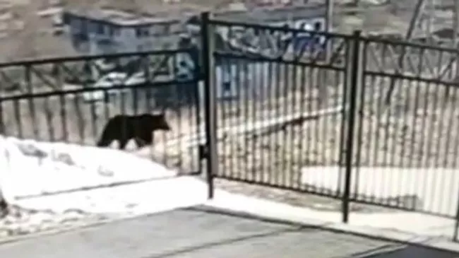 Медведь у ворот сельской школы на Сахалине